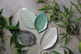 Large Leaf Dish - Your One Stop Shop