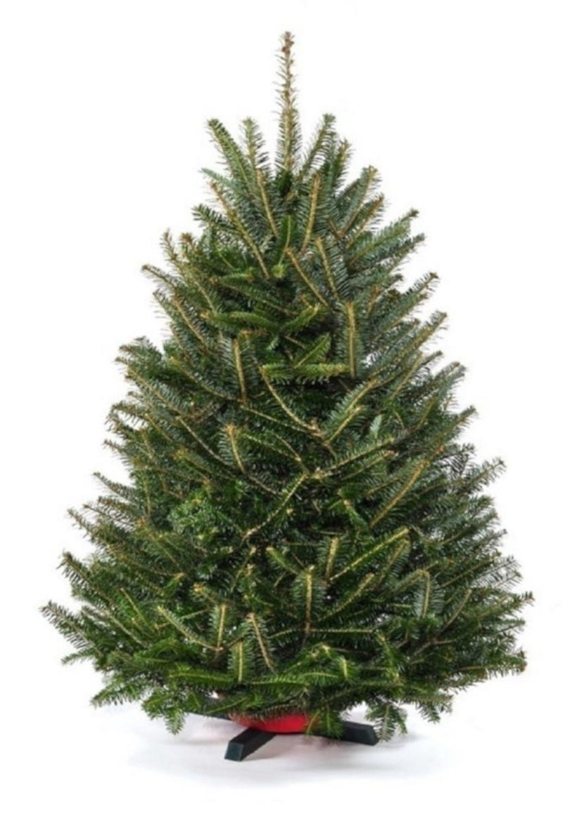 Real Christmas Trees Delivered 3 Foot Balsam Fir Tabletop Christmas Tree - Your One Stop Shop