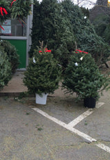 Real Christmas Trees Delivered 3 Foot Balsam Fir Tabletop Christmas Tree - Your One Stop Shop