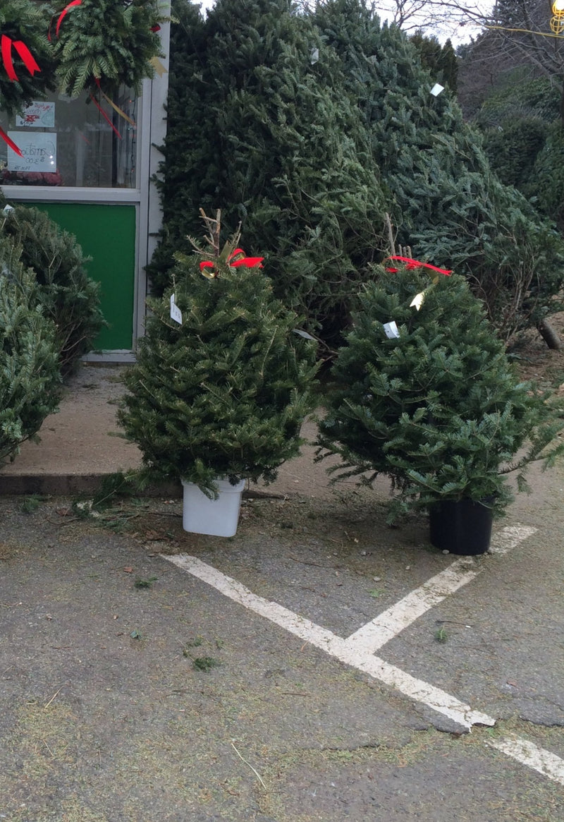 Real Christmas Trees Delivered 3 Foot Balsam Fir Tabletop Christmas Tree - Your One Stop Shop