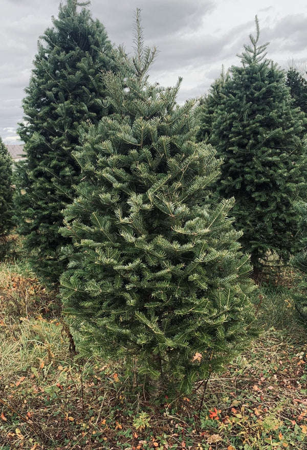 Real Christmas Trees Delivered 3 Foot Balsam Fir Tabletop Christmas Tree - Your One Stop Shop
