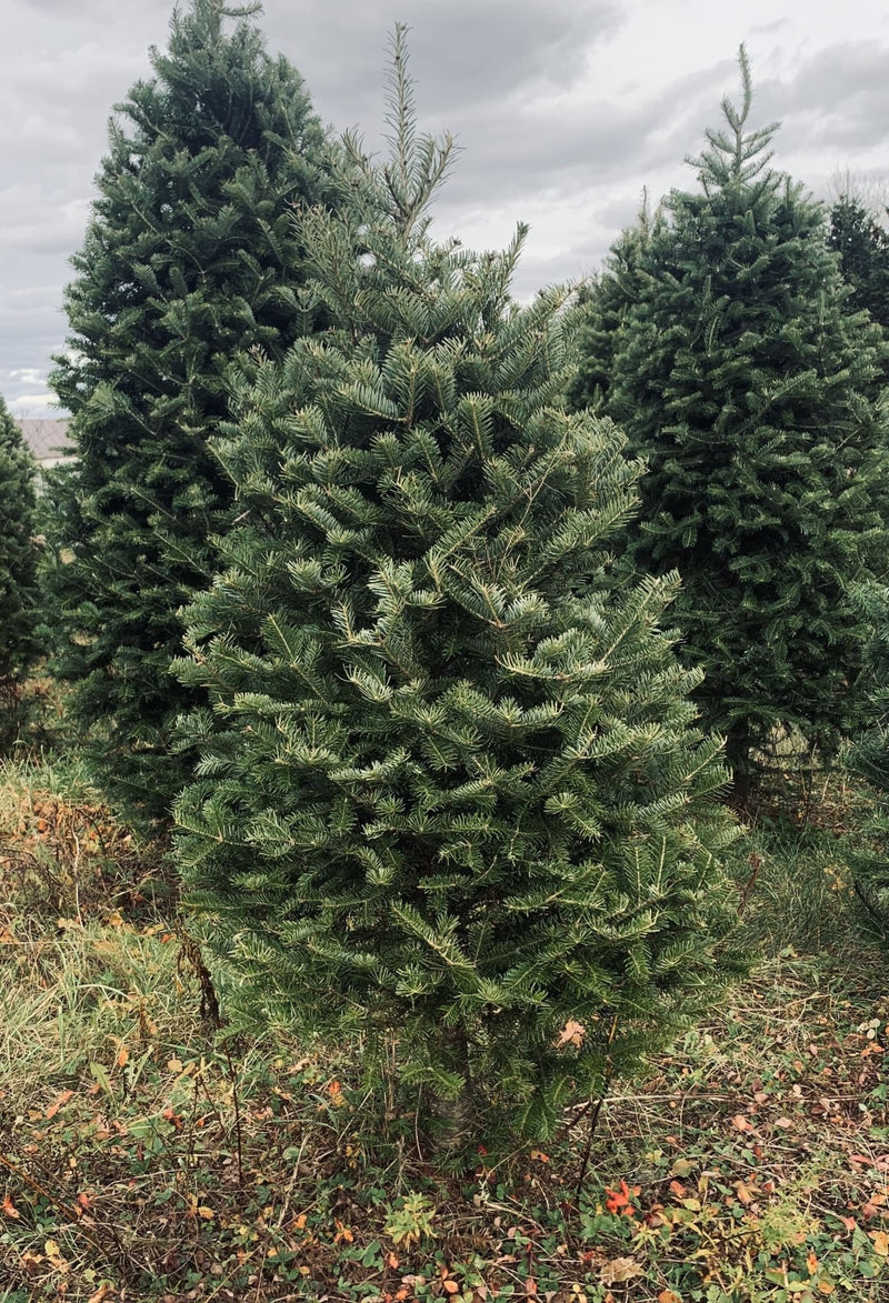 Real Christmas Trees Delivered 3 Foot Balsam Fir Tabletop Christmas Tree - Your One Stop Shop