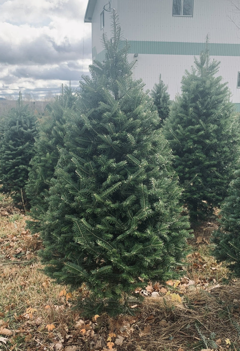 Real Christmas Trees Delivered 4 Foot Premium Balsam Fir Christmas Tree - Your One Stop Shop