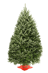 Real Christmas Trees Delivered 4 Foot Premium Balsam Fir Christmas Tree - Your One Stop Shop