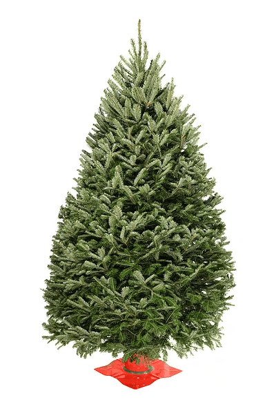 Real Christmas Trees Delivered 4 Foot Premium Balsam Fir Christmas Tree - Your One Stop Shop