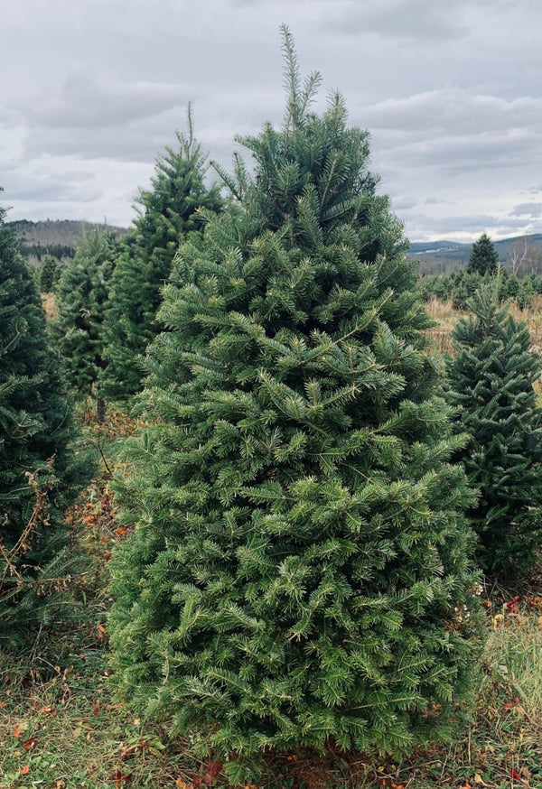 Real Christmas Trees Delivered 5 Foot Premium Balsam Fir Christmas Tree - Your One Stop Shop