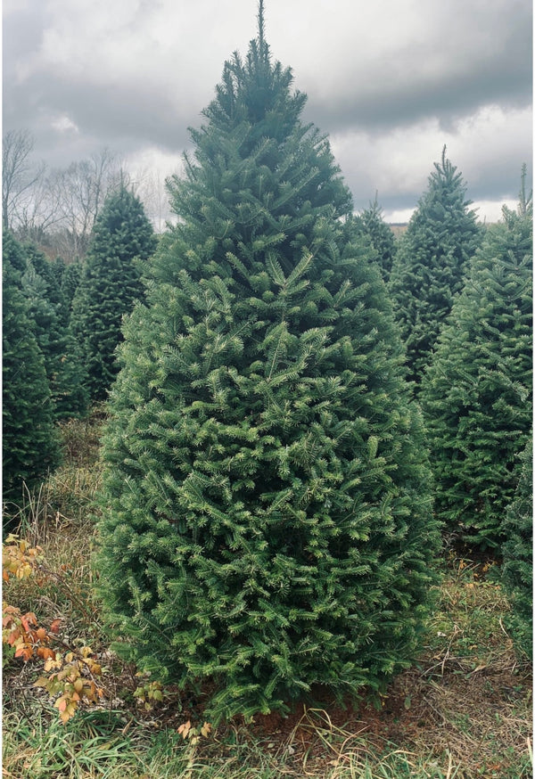 Real Christmas Trees Delivered 7 Foot Premium Balsam Fir Christmas Tree - Your One Stop Shop
