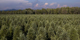 Real Christmas Trees Delivered 7 Foot Premium Balsam - Fraser Fir Hybrid - Your One Stop Shop