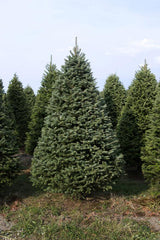 Real Christmas Trees Delivered 7 Foot Premium Balsam - Fraser Fir Hybrid - Your One Stop Shop