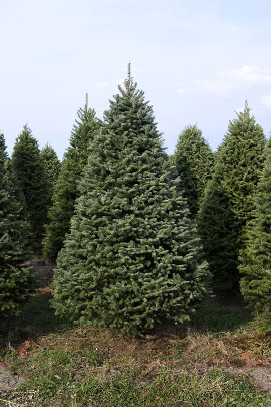 Real Christmas Trees Delivered 7 Foot Premium Balsam - Fraser Fir Hybrid - Your One Stop Shop