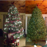 Real Christmas Trees Delivered 7 Foot Premium Balsam - Fraser Fir Hybrid - Your One Stop Shop