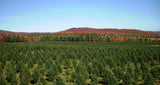 Real Christmas Trees Delivered 7 Foot Premium Balsam - Fraser Fir Hybrid - Your One Stop Shop