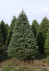 Real Christmas Trees Delivered 7 Foot Premium Balsam - Fraser Fir Hybrid - Your One Stop Shop