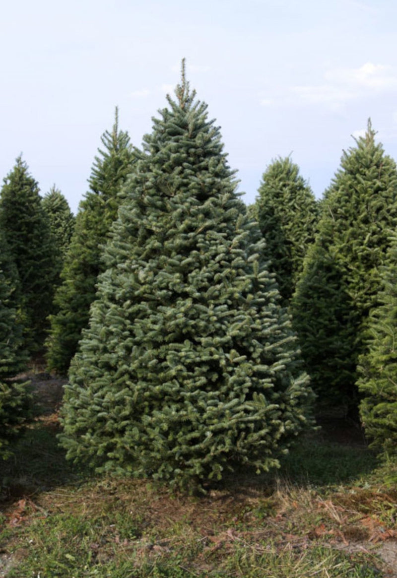 Real Christmas Trees Delivered 7 Foot Premium Balsam - Fraser Fir Hybrid - Your One Stop Shop