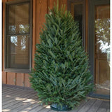 Real Christmas Trees Delivered 7 Foot Premium Fraser Fir - Your One Stop Shop