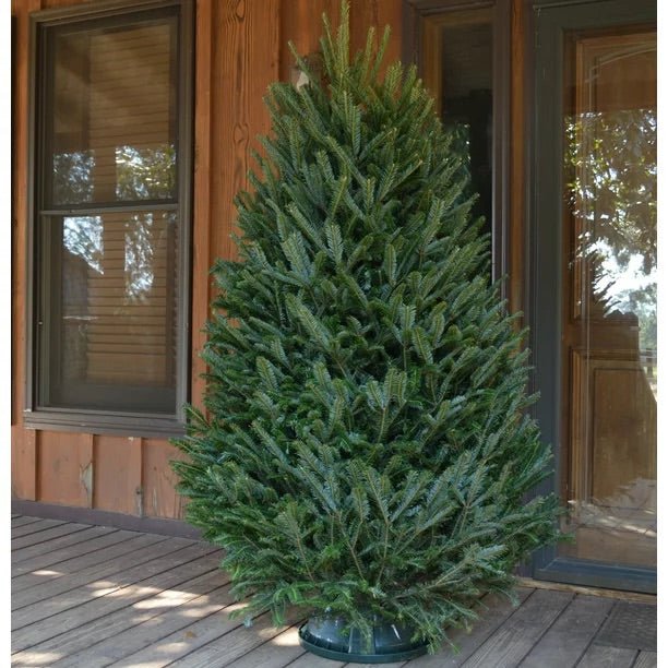 Real Christmas Trees Delivered 7 Foot Premium Fraser Fir - Your One Stop Shop