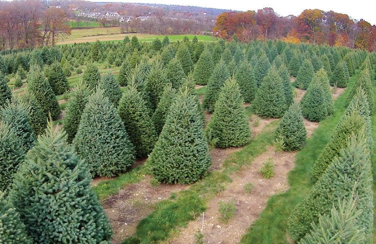 Real Christmas Trees Delivered 7 Foot Premium Fraser Fir - Your One Stop Shop