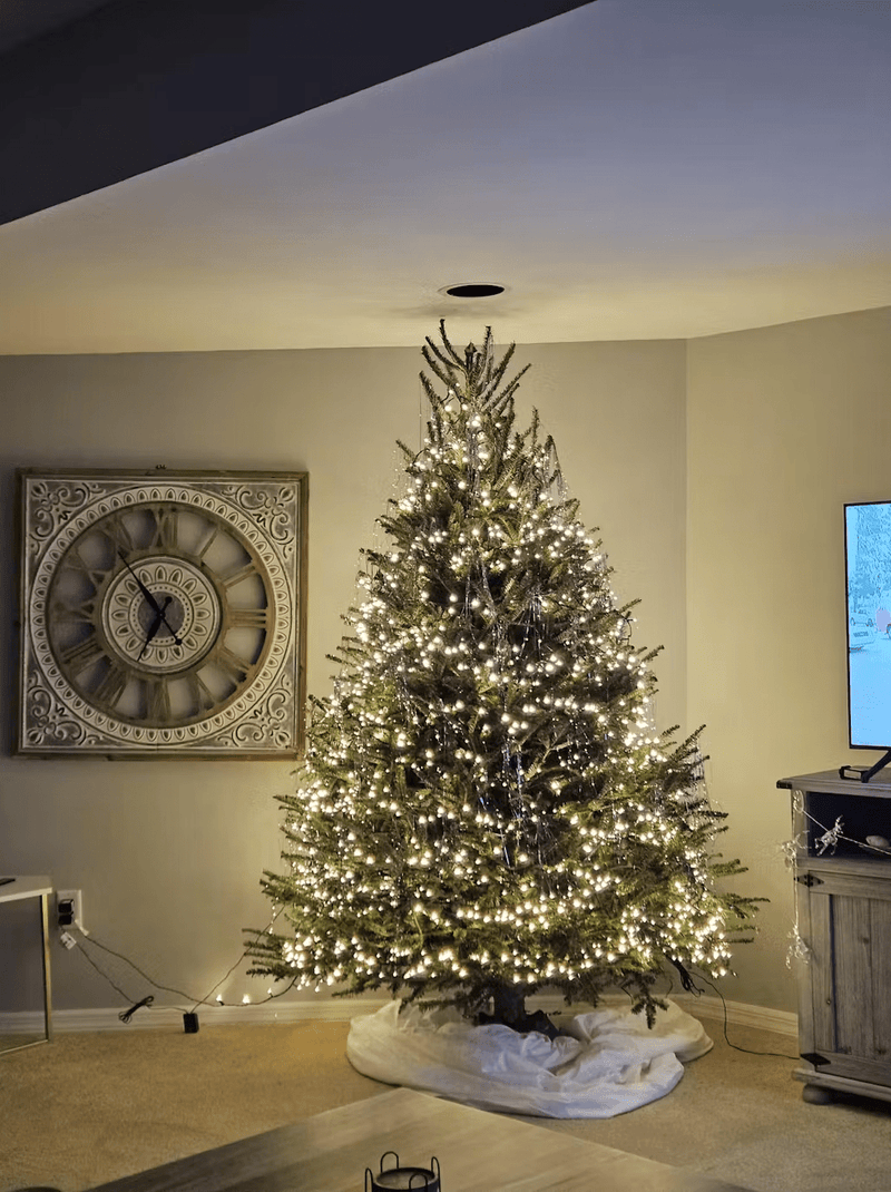 Real Christmas Trees Delivered 7 Foot Premium Fraser Fir - Your One Stop Shop