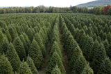 Real Christmas Trees Delivered 8 Foot Premium Balsam Fir Christmas Tree - Your One Stop Shop