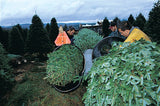 Real Christmas Trees Delivered 8 Foot Premium Balsam Fir Christmas Tree - Your One Stop Shop
