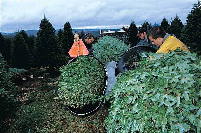 Real Christmas Trees Delivered 8 Foot Premium Balsam Fir Christmas Tree - Your One Stop Shop