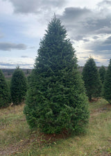 Real Christmas Trees Delivered 8 Foot Premium Balsam Fir Christmas Tree - Your One Stop Shop