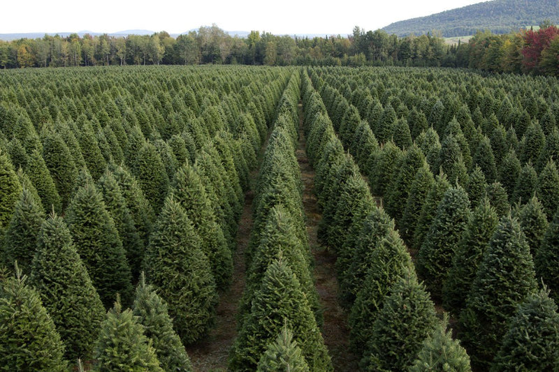 Real Christmas Trees Delivered 9 Foot Premium Balsam Fir Christmas Tree - Your One Stop Shop