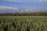 Real Christmas Trees Delivered 9 Foot Premium Balsam Fir Christmas Tree - Your One Stop Shop