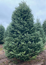 Real Christmas Trees Delivered 9 Foot Premium Balsam Fir Christmas Tree - Your One Stop Shop