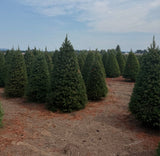 Real Christmas Trees Delivered Douglas Fir - Your One Stop Shop