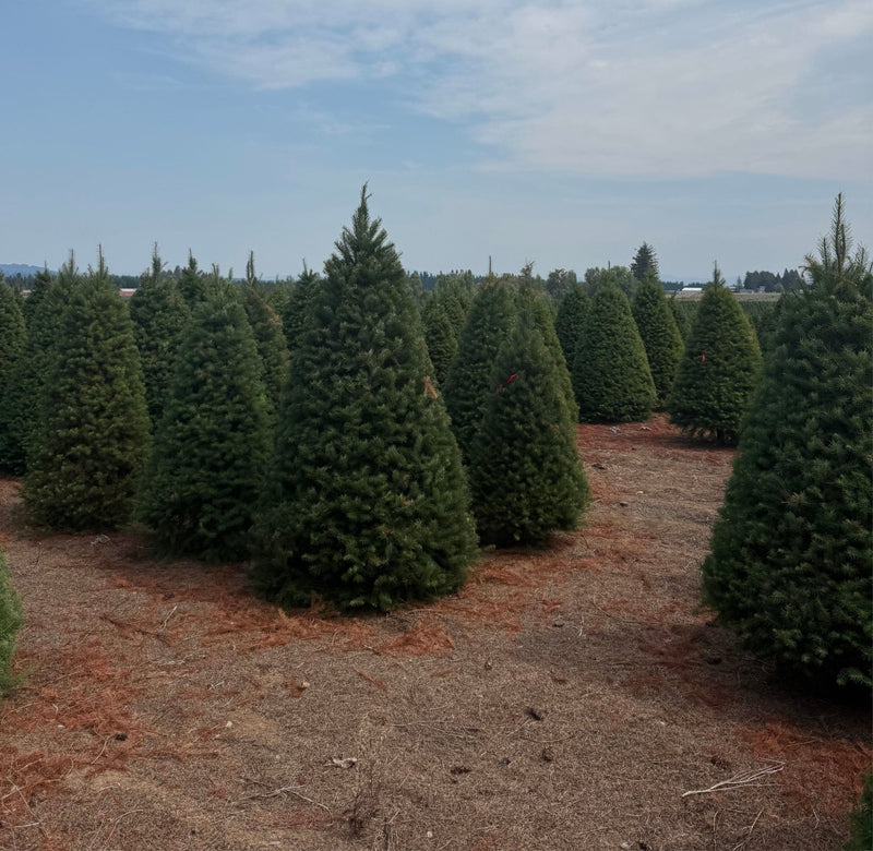 Real Christmas Trees Delivered Douglas Fir - Your One Stop Shop