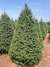 Real Christmas Trees Delivered Douglas Fir - Your One Stop Shop
