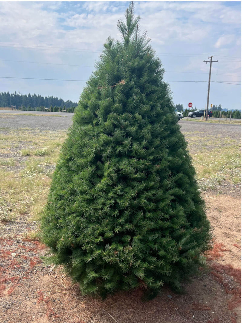 Real Christmas Trees Delivered Douglas Fir - Your One Stop Shop